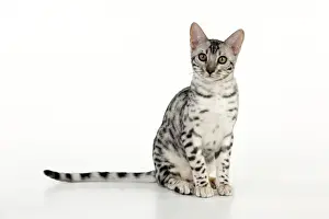 KITTEN - Bengal kitten 16 weeks