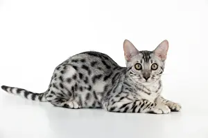 Kitten Prints: KITTEN - Bengal kitten 16 weeks