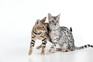 Images Dated 4th August 2011: KITTEN - Bengal kittens 16 weeks