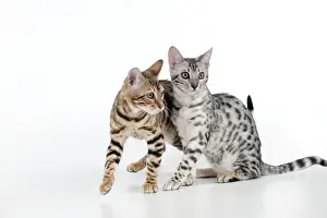 Bengal Prints: KITTEN - Bengal kittens 16 weeks