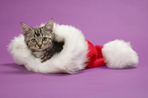 Images Dated 3rd January 2007: Kitten in a Christmas hat