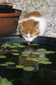 Ginger And White Collection: Kitten drinking in garden from artificial pool Belgium