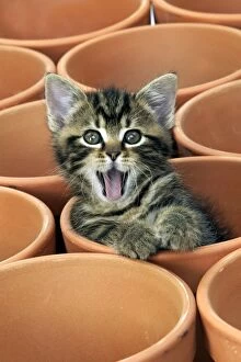 Images Dated 4th May 2003: Kitten in flower pot