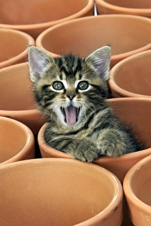 Images Dated 4th May 2003: Kitten in flower pot