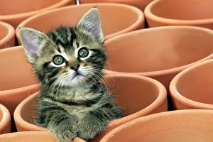 Images Dated 4th May 2003: Kitten in flower pot