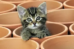 Kitten in flower pot