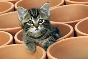 Kitten in flower pot