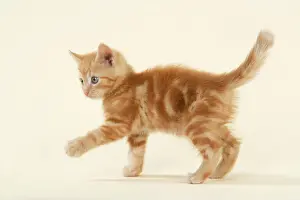 Cream Prints: KITTEN. ( ginger )