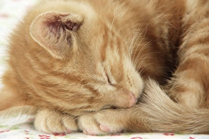 Images Dated 30th April 2009: KITTEN. ( ginger )