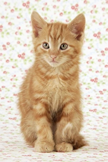 Images Dated 30th April 2009: KITTEN. ( ginger )