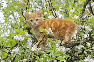 Kitten Prints: KITTEN. (ginger) in an apple tree