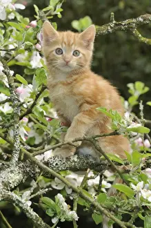 KITTEN. (ginger) in an apple tree