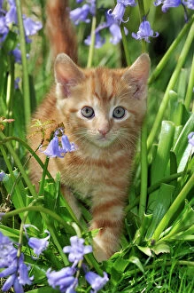 Images Dated 24th March 2009: KITTEN. ( ginger) in bluebells