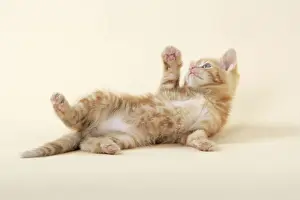Tortoiseshell Prints: KITTEN. ( ginger) playing