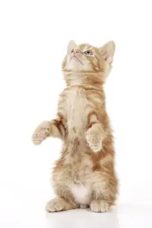 Tortoiseshell Prints: KITTEN. ( ginger) sitting up