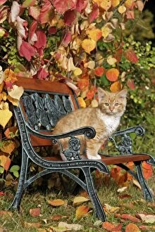 Kitten ginger tabby sitting on bench