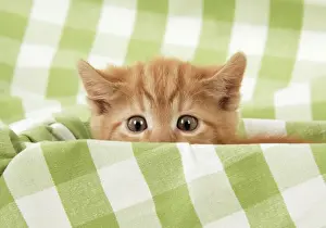 Nervous Prints: Kitten on green gingham