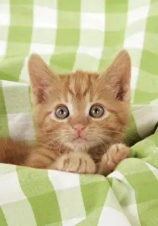 Kitten Prints: Kitten on green gingham