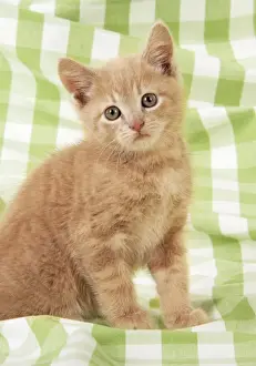 Head On One Side Prints: Kitten on green gingham