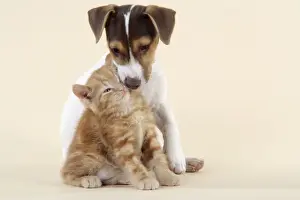 Jack Russell Prints: Kitten & Jack Russell puppy