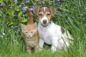 Images Dated 24th March 2009: Kitten & ( Jack Russell ) puppy
