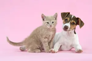 Kitten & Jack Russell puppy