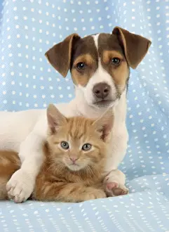 Kitten & Jack Russell puppy