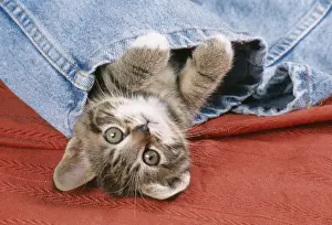 Get Well Prints: Kitten JD 13286 In Jeans © John Daniels / ARDEA LONDON