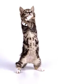 Stand Out Prints: Kitten JD 13619 On hind legs, 55 days old © John Daniels ARDEA LONDON