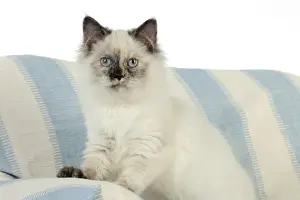 Sofa Prints: KITTEN. Kitten sitting