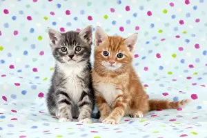 Cat Prints: KITTEN - Kittens sitting together