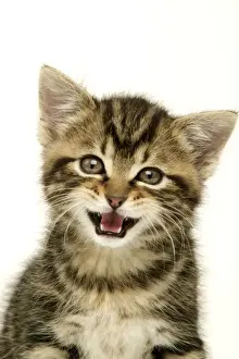 Vocalising Prints: Kitten with mouth open