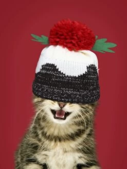 Kitten with mouth open wearing Christmas pudding