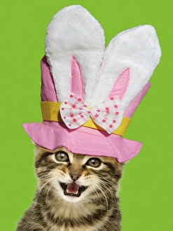 Bunny Gallery: Kitten, with mouth open - wearing Easter top hat