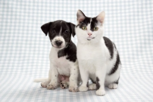Images Dated 3rd January 2007: Kitten and puppy