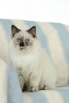 Sofa Prints: KITTEN sitting