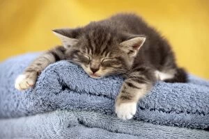 Cats Collection: Kitten - sleeping on towels Digital Manipulation: changed towel colour