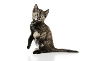 KITTEN. ( Tortoiseshell ) sitting up