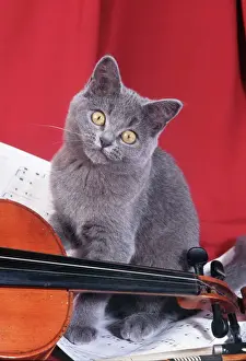 Kitten with violin