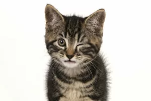 Kitten winking Date: 14-07-2021