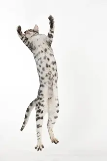 Agile Prints: KITTENS - Bengal kitten 16 weeks