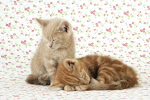 Images Dated 30th April 2009: KITTENS. ( ginger )