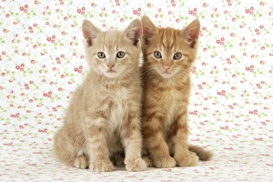 Images Dated 30th April 2009: KITTENS. ( ginger )