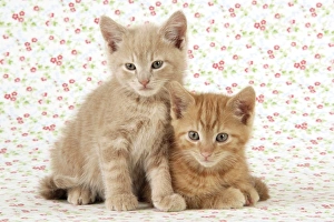 Images Dated 30th April 2009: KITTENS. ( ginger )