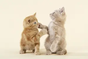 Play Fighting Prints: KITTENS. ( ginger ) playing