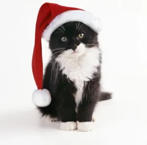 Kittens, JD-11726-m