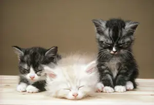 Three Kittens JD 1577 &copy; John Daniels ARDEA LONDON