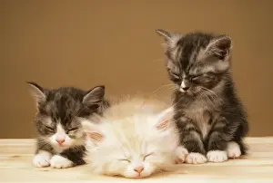 Kitten Prints: Kittens JD 1579 x 3 © John Daniels / ARDEA LONDON
