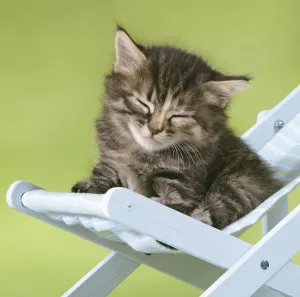 Kittens, JD-18808-m-c