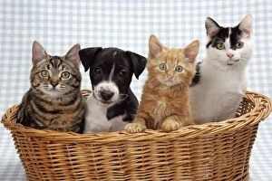 Images Dated 3rd January 2007: Three kittens and a puppy in a basket